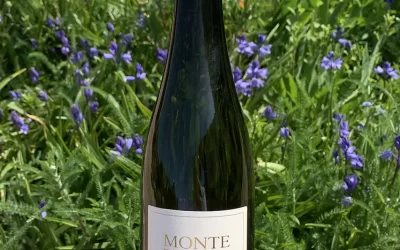 May Wine of the Month – a delicious Italian White wine